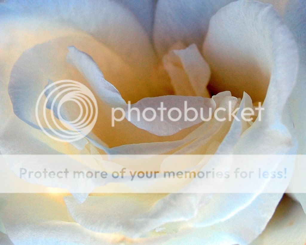 3263028262 dc569a0757 b