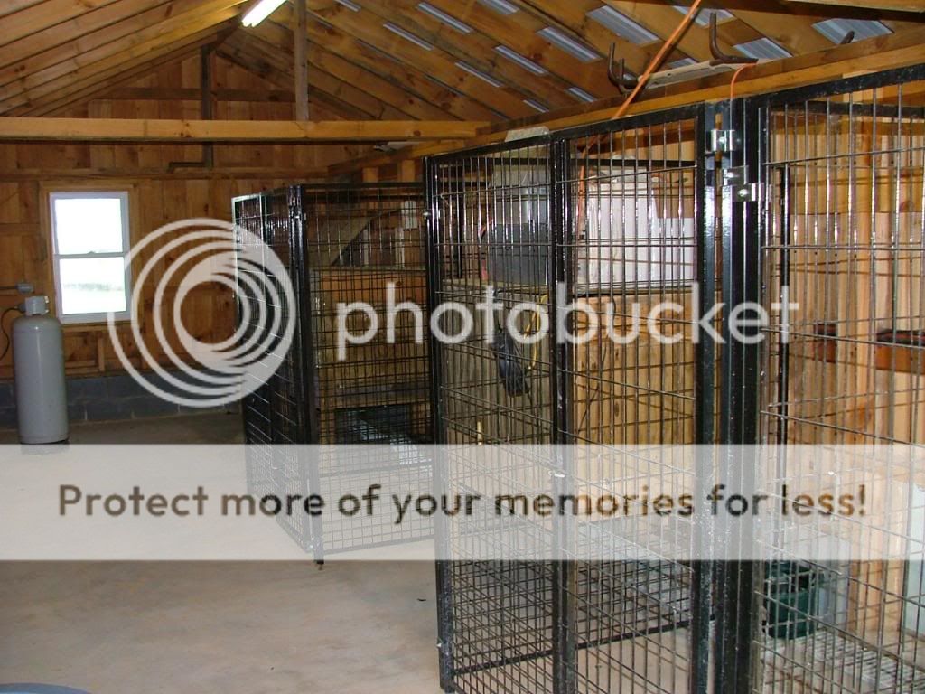 Off The Ground Pup Kennels Gun Dog Forum