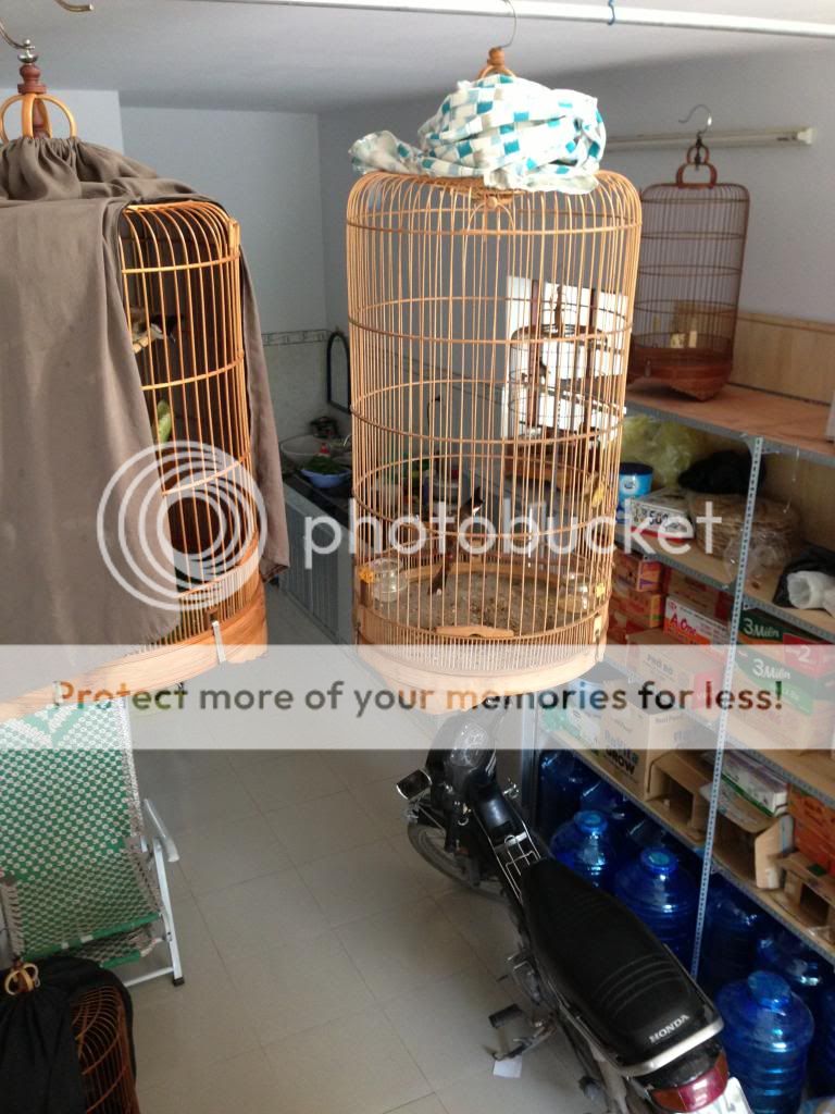 Chào mào huế bổi hàng vip giá chuẩn. - 11