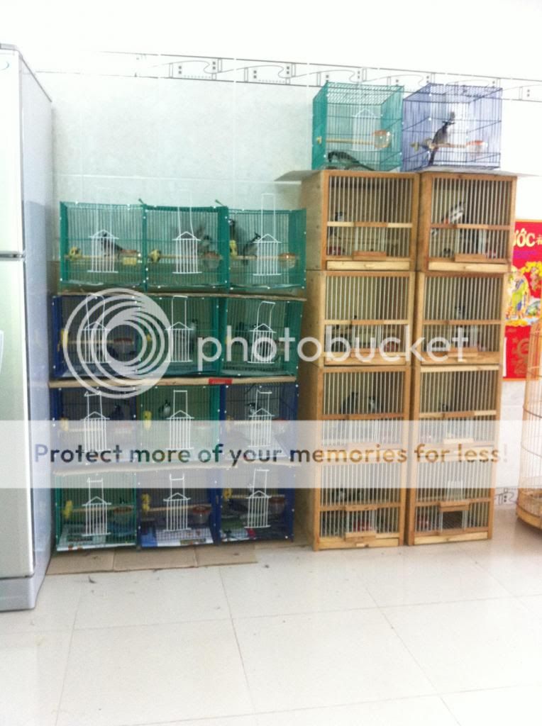 Chào mào huế bổi hàng vip giá chuẩn. - 14