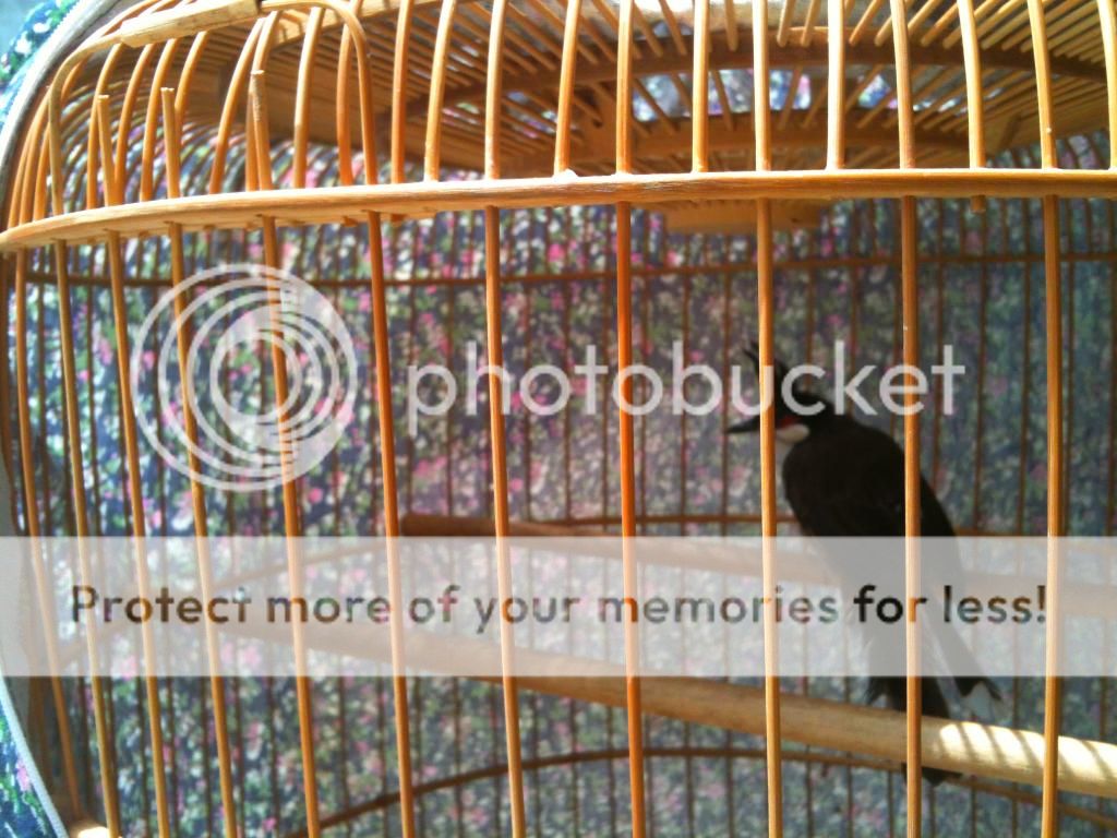 Chào mào huế bổi hàng vip giá chuẩn. - 9