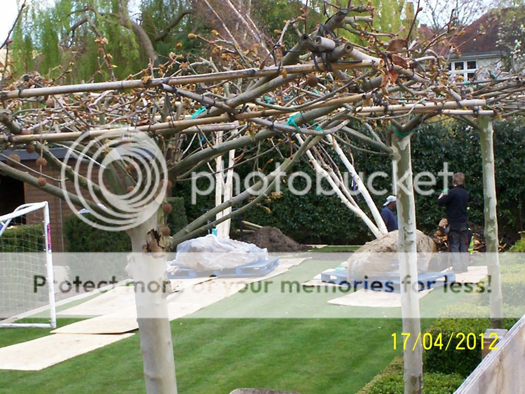 tree003.jpg