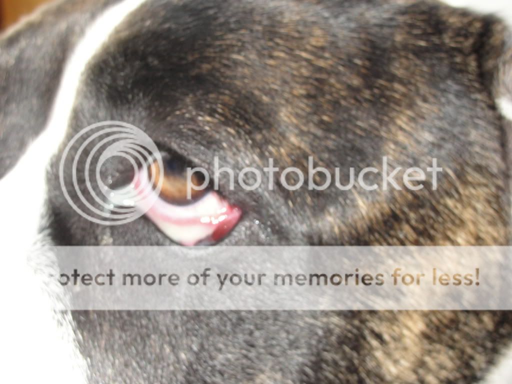 Poor Sulley eye infection? Forums