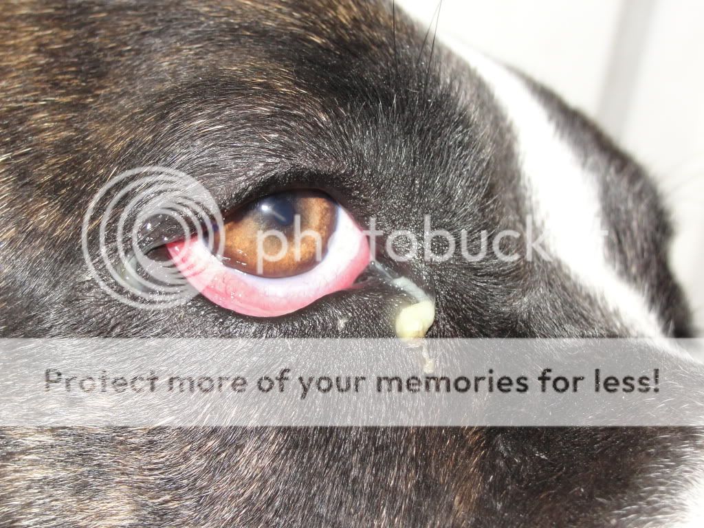 Poor Sulley eye infection? Forums