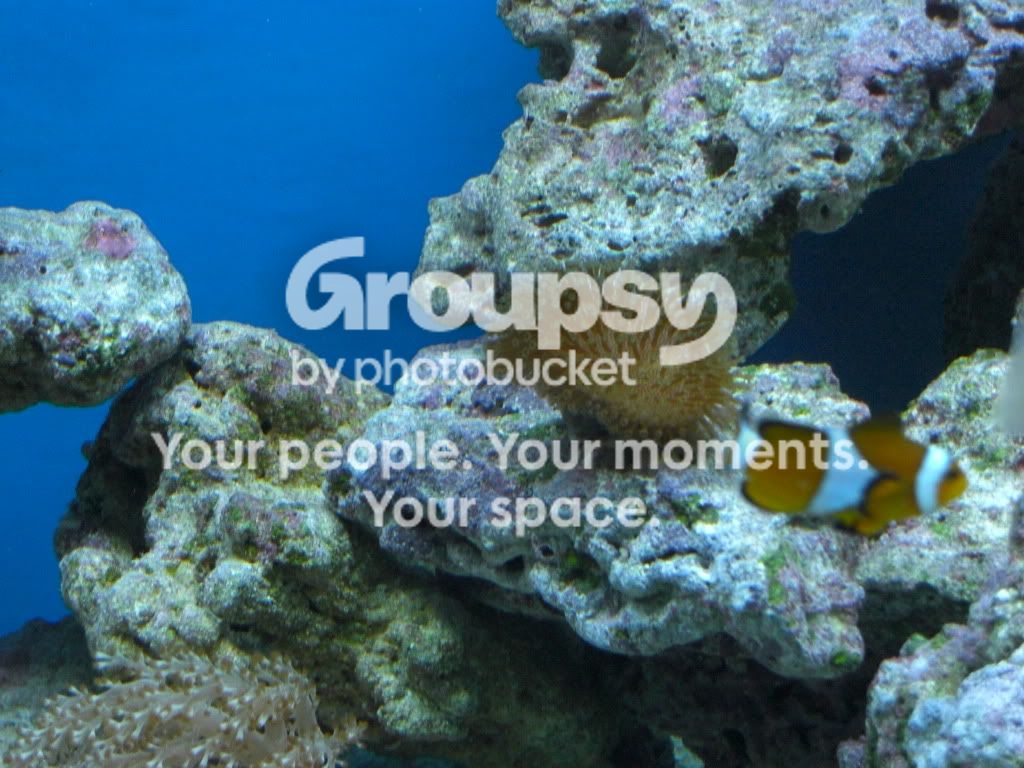 [TodoMarino.com] Mi reef con 4 meses