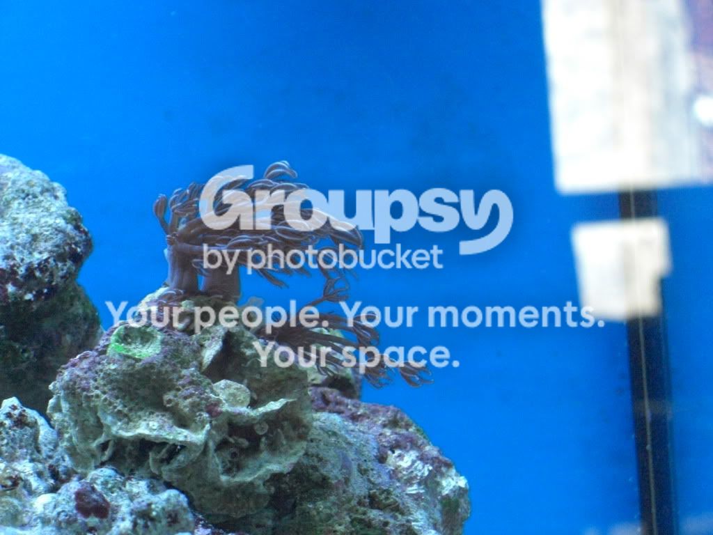 [TodoMarino.com] Mi reef con 4 meses