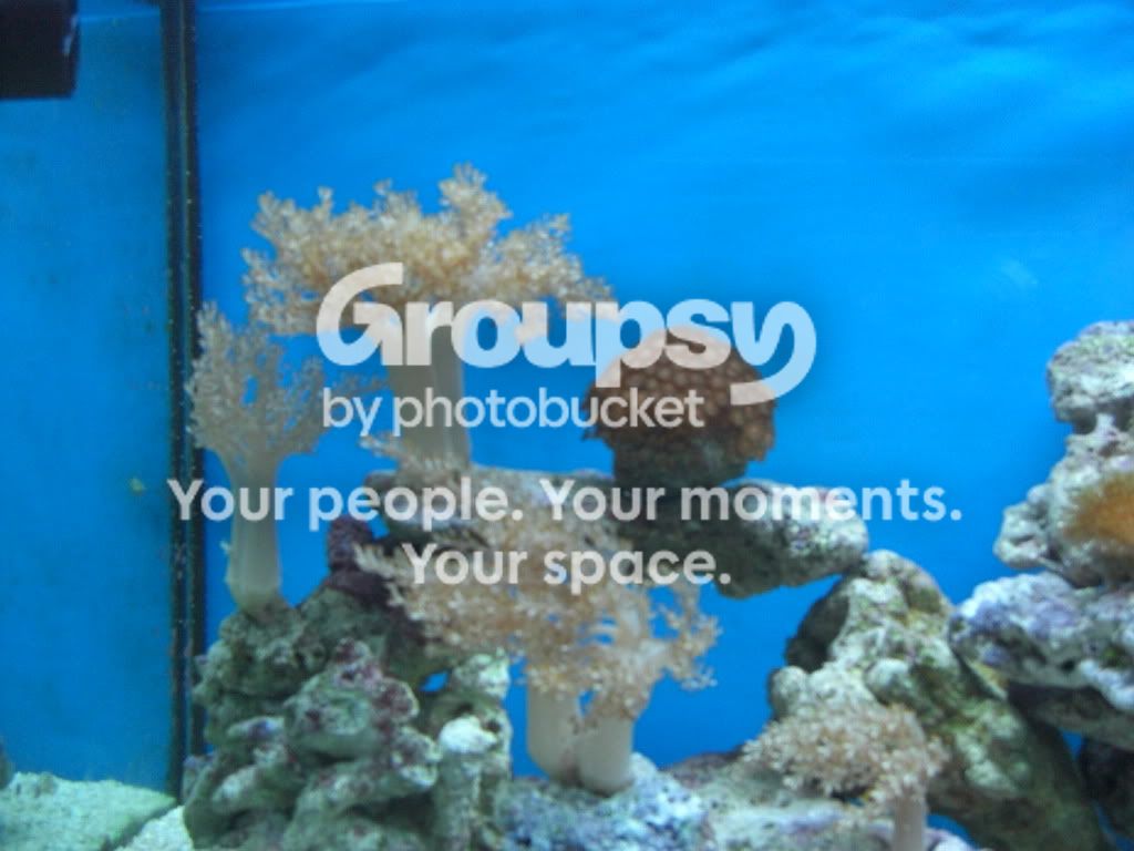[TodoMarino.com] Mi reef con 4 meses