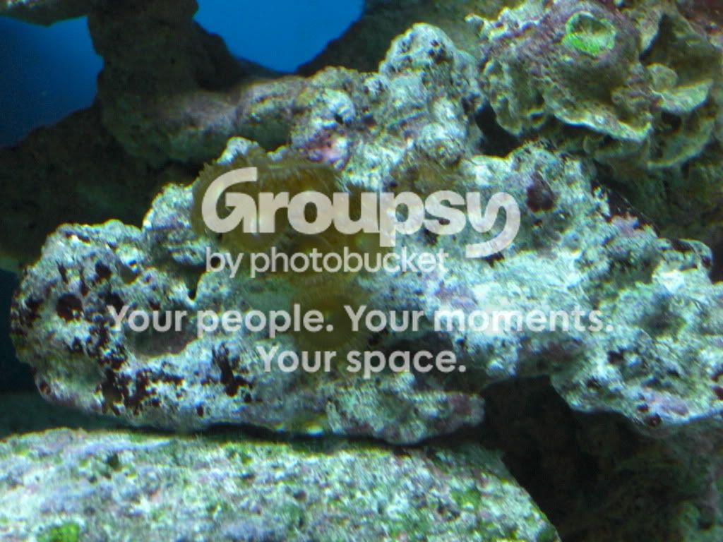[TodoMarino.com] Mi reef con 4 meses