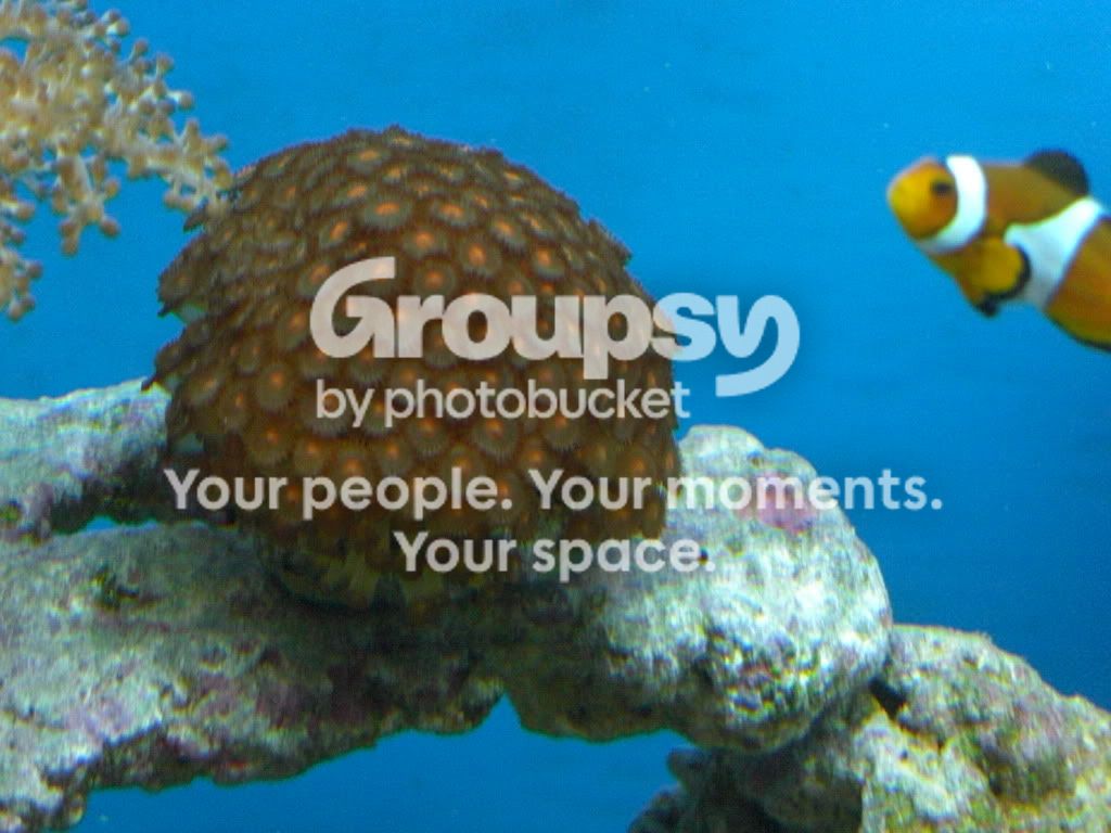 [TodoMarino.com] Mi reef con 4 meses