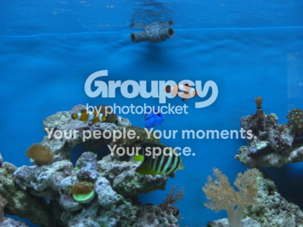 [TodoMarino.com] Mi reef con 4 meses