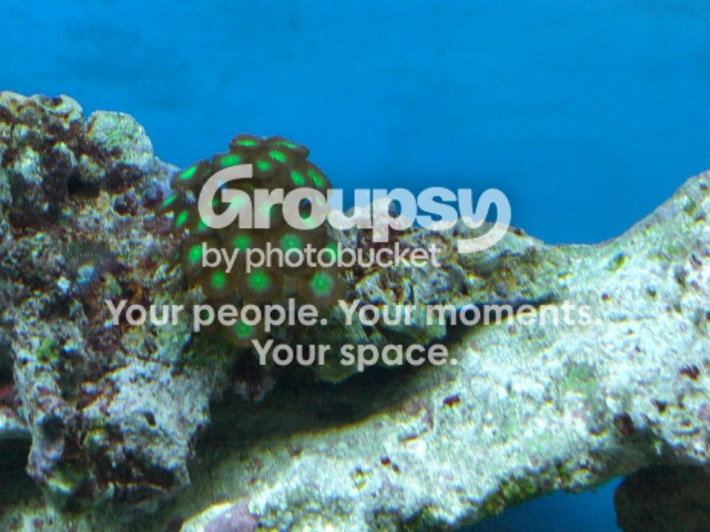 [TodoMarino.com] Mi reef con 4 meses